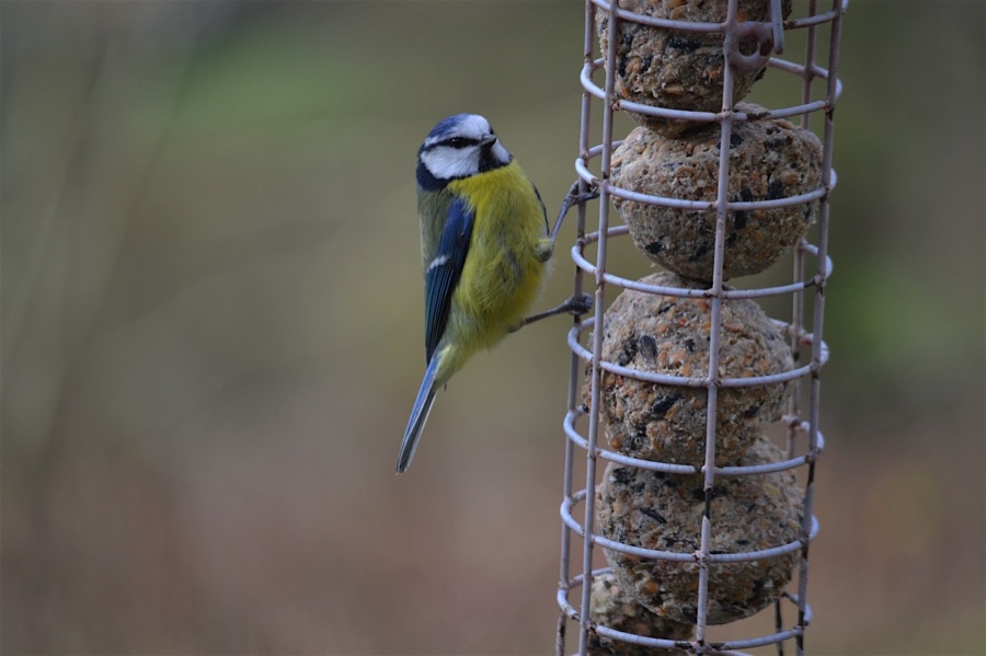 Blue tit on a suet ball feeder